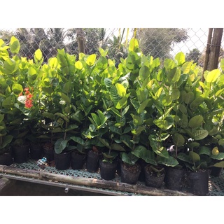 Bông Trang Cam Đài Loan ( Cây Giống cao 40cm )