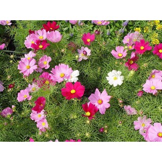 HẠT GIỐNG HOA SAO NHÁY CÁC LOẠI - 1 Gói