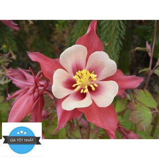 Hạt Giống Hoa Lan Chuông (Bồ Câu) 50 Hạt