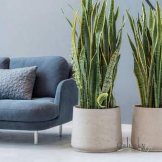 Cây 🌲 Lưỡi hổ cao