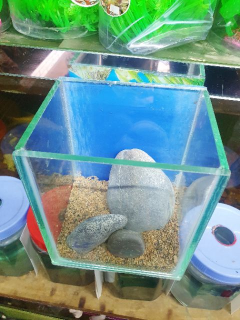 COMBO HỒ MINI TRANG TRÍ SẴN MẪU 1 10X13X16CM