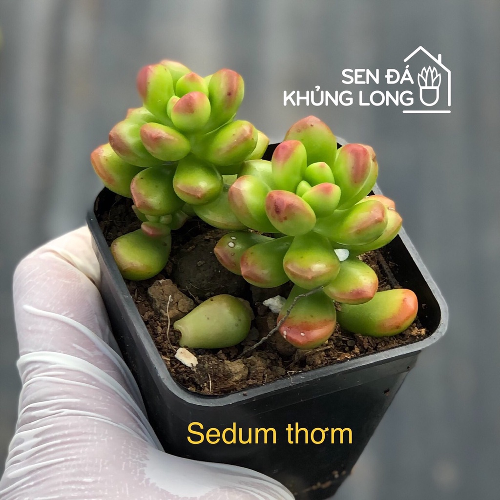 Sen Đá Sedum Thơm - Sedum Lucidum Obesum