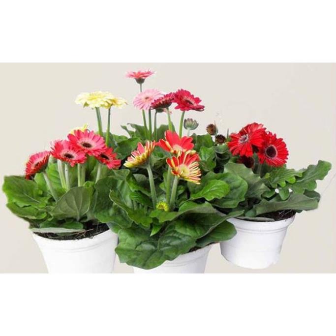 Hạt Giống Hoa Cúc Đồng Tiền Mix Nhiều Màu  - Dễ Trồng, Hoa To Đẹp - MUA 3 TẶNG 1 CÙNG LOẠI
