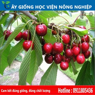 cây cherry sai quả ngọt ngon, đẹp