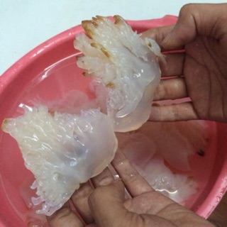 1KG SỨA BIỂN | Chân sứa | phần ngon nhất của sứa