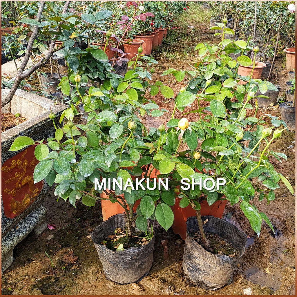 Hoa hồng ngoại Juliet cực đẹp MinaKun Shop