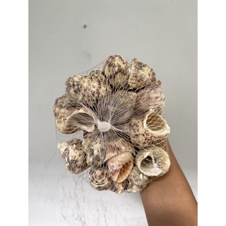 500 GRAM VỎ ỐC MƯỢN HỒN