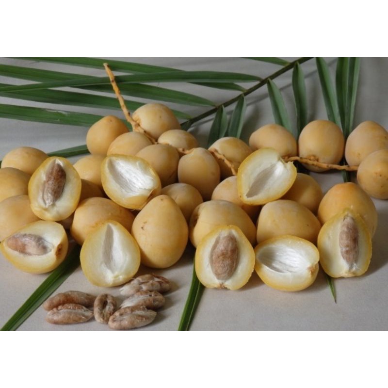 Cây Chà Là Barhee