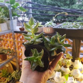 Cây lưỡi hổ thái - TẶNG KÈM PHÂN BÓN
