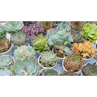 COMBO 5 SEN ĐÁ SIÊU PHẨM SIZE TRUNG-LỚN 10-13 CM (SIÊU DỄ TRỒNG, ĐÃ THUẦN KHÍ HẬU)