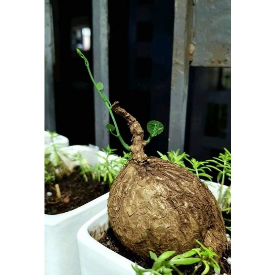 củ bình vôi =>củ nhỏ