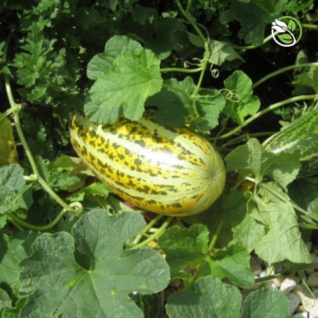 Hạt Giống Dưa Gang Sweet PN-555 Phú Nông - Gói 1g