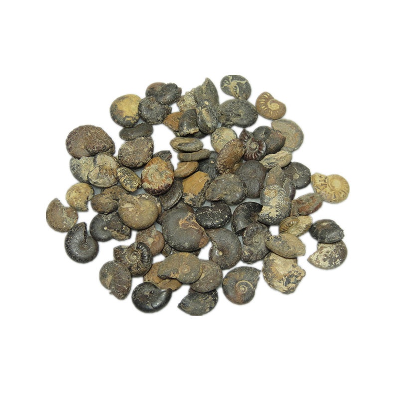 Bộ Sưu Tập Hóa Thạch Cao Ammonite Ốc Sên Tự Nhiên Cho Vẹt