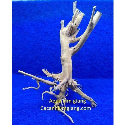 Lũa hải sa quỳ cao cấp cho bể cá Thủy sinh