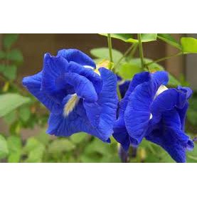 Hạt Giống Hoa Đậu Biếc Kép [Gói 10 Hạt]