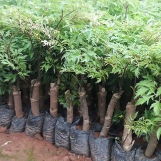 Cây giống Đinh lăng mua 20 cây tặng thêm 1 cây