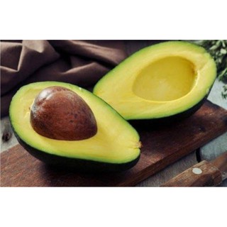 cây giống bơ sáp daklak ( cây to bao khỏe)