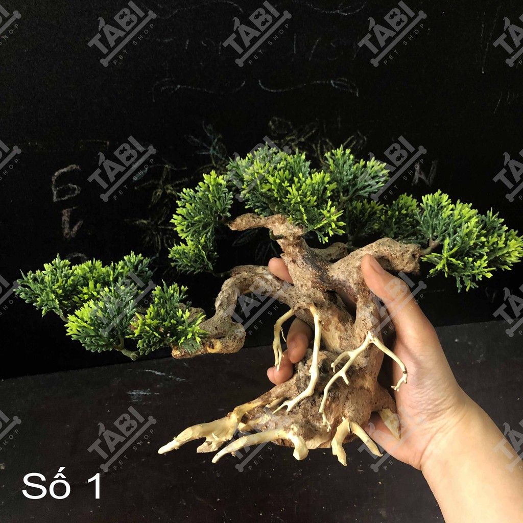 Cây Bonsai Cao Cấp Trang Trí Hồ Cá Thuỷ Sinh - Cây Gỗ Thật Làm Cảnh Bể Cá [BONSAI]