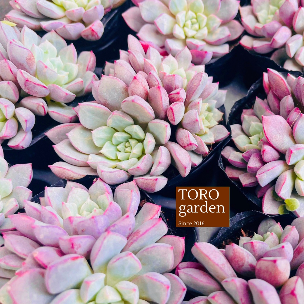 Sen đá kim cương tím Đà Lạt size bé cây cảnh trang trí nhà cửa Toro garden