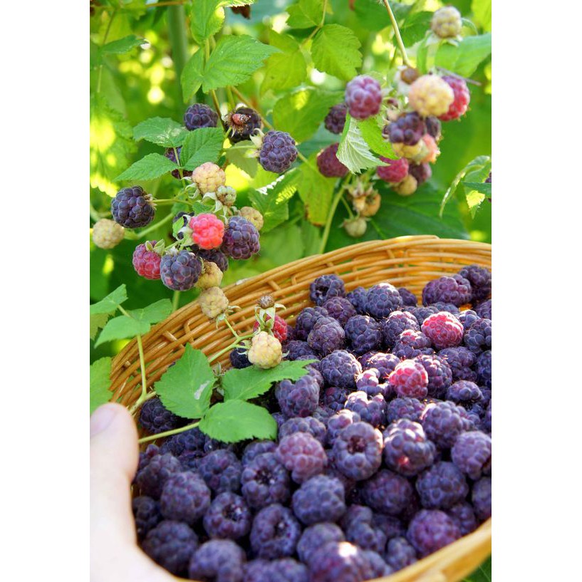 2 CÂY MÂM XÔI ĐEN GIỐNG