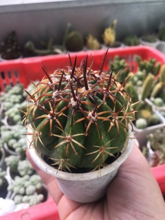 XƯƠNG RỒNG MELO GAI