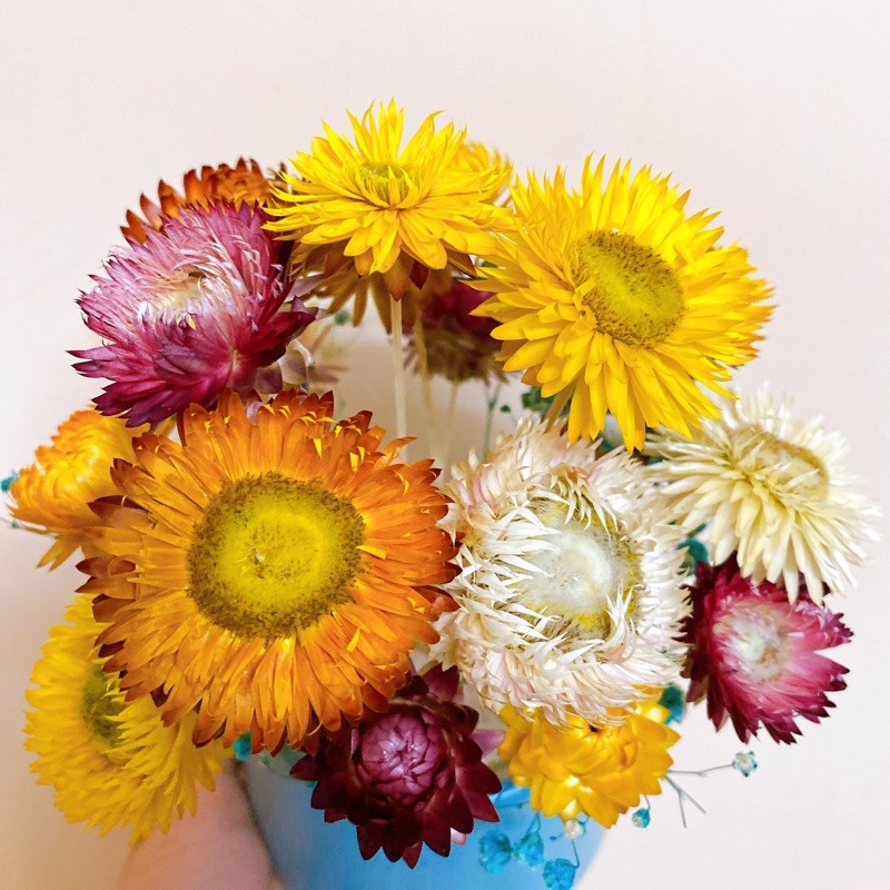 Lọ hoa cúc bất tử mix baby cực xinh (Size lớn)