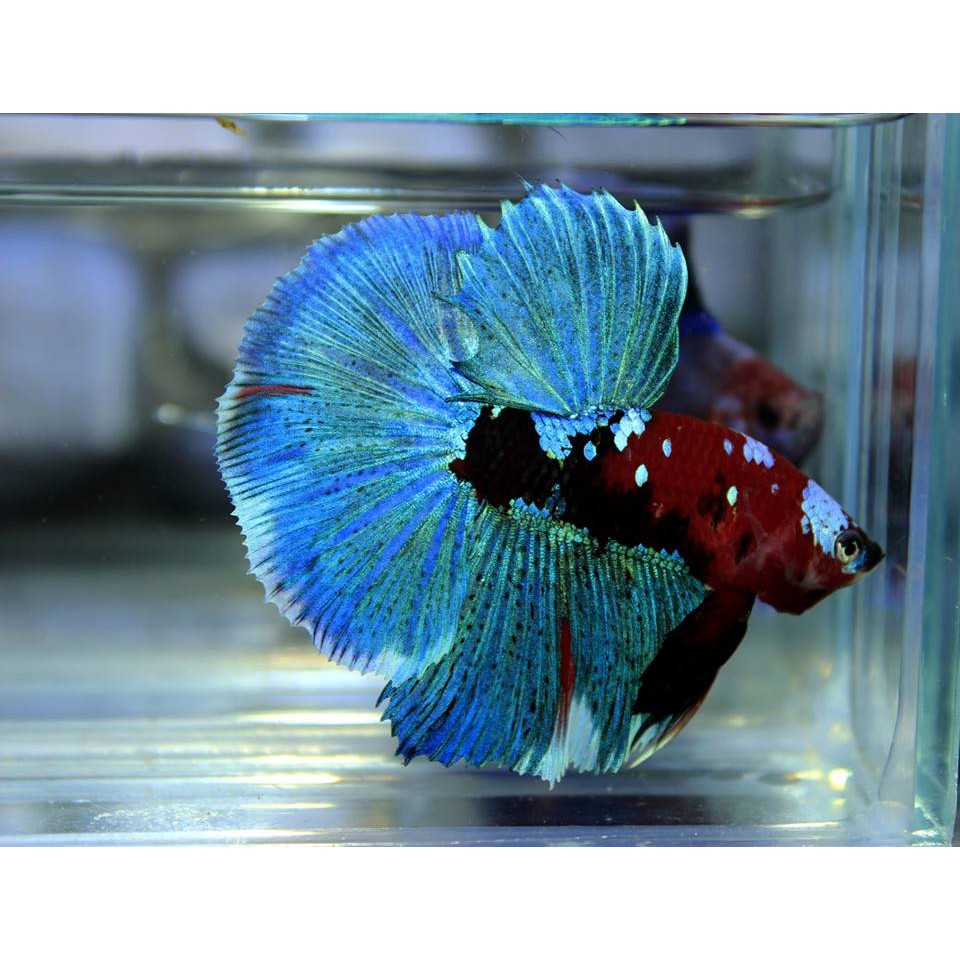 BỘT ZENSU CHĂM SÓC, DƯỠNG CÁ BETTA THÁI LAN 5g