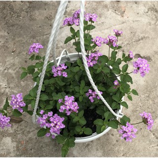 Chậu treo hoa ngũ sắc tím hoa cà