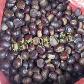 Combo 5kg hạt rẻ rừng sống