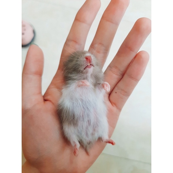 Chuột Hamster BEAR đủ màu