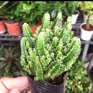 Xương rồng Thanh Sơn ( size nhỏ)