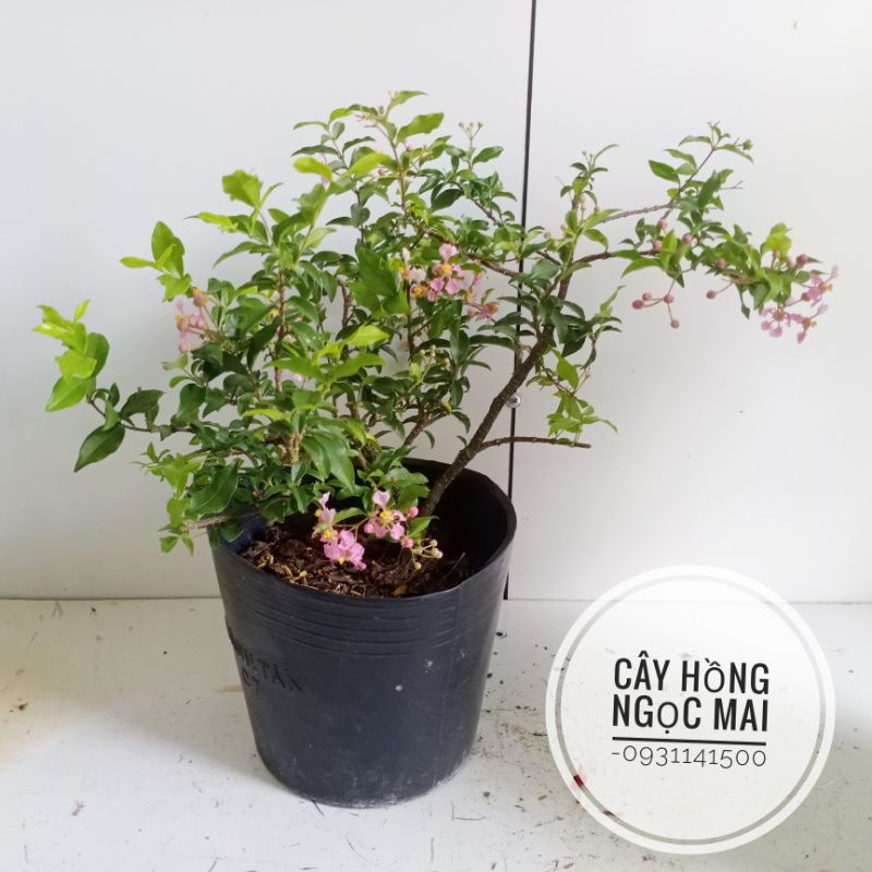 Cây Hồng ngọc mai ( cây làm bonsai)