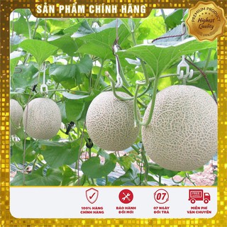 HẠT GIỐNG DƯA LƯỚI XANH RUỘT VÀNG