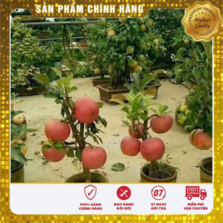 Hạt Giống Táo Đỏ Lùn LUCKY SEEDS -10 hạt (kèm thuốc kích mầm)