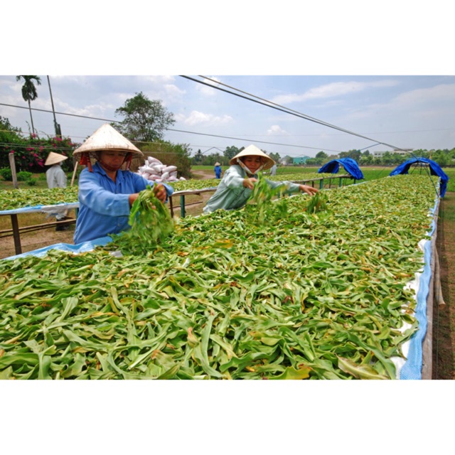 Trinh nữ hoàng cung khô