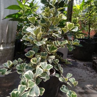 Cây cẩm thạch, Cây đa tam phúc