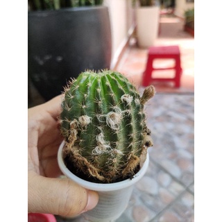 xương rồng lobi