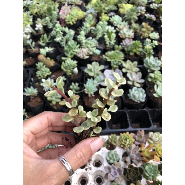 Sen đá mini 🌸🌸