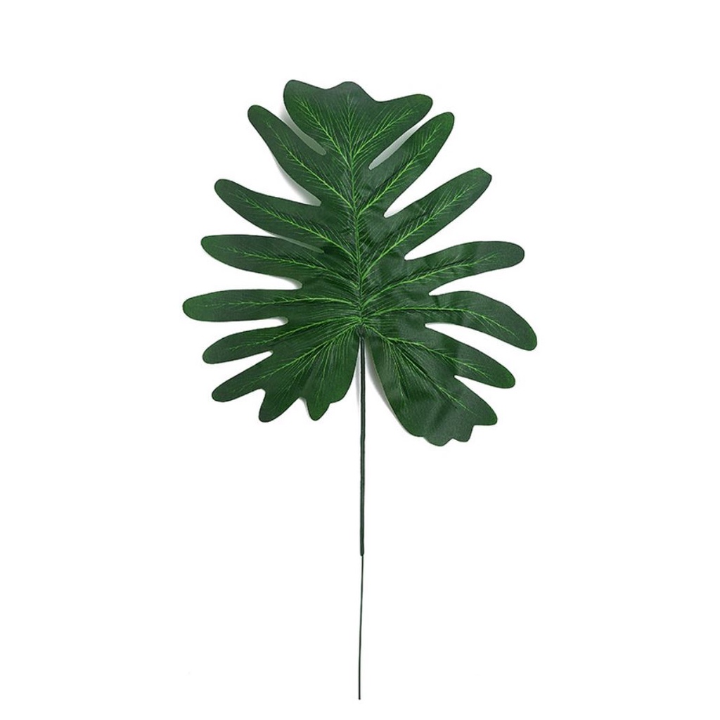 Cành lá rùa - Trầu bà lá xẻ nam mỹ monstera