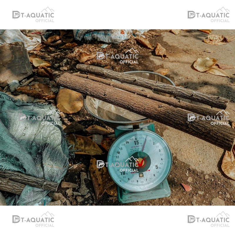 Lũa Thạch Sùng - (1kg) Dùng Để Setup Bể Thủy Sinh, Layout Phong Cách Rừng Cực Đẹp và Tự Nhiên