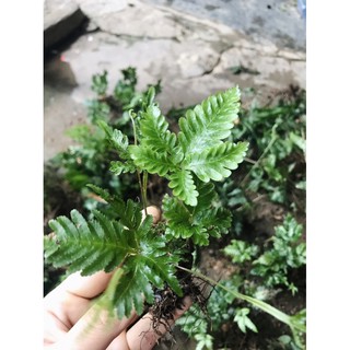 Dương xỉ mini hàng thuần