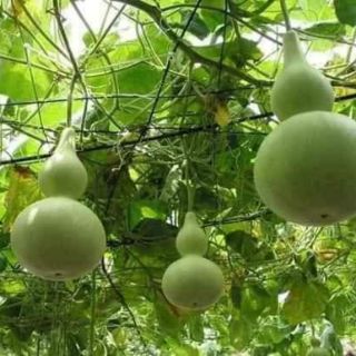 Bầu hồ lô Thái lan