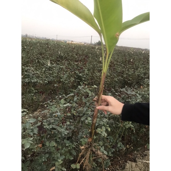 Chuối thiên điểu sẵn hoa