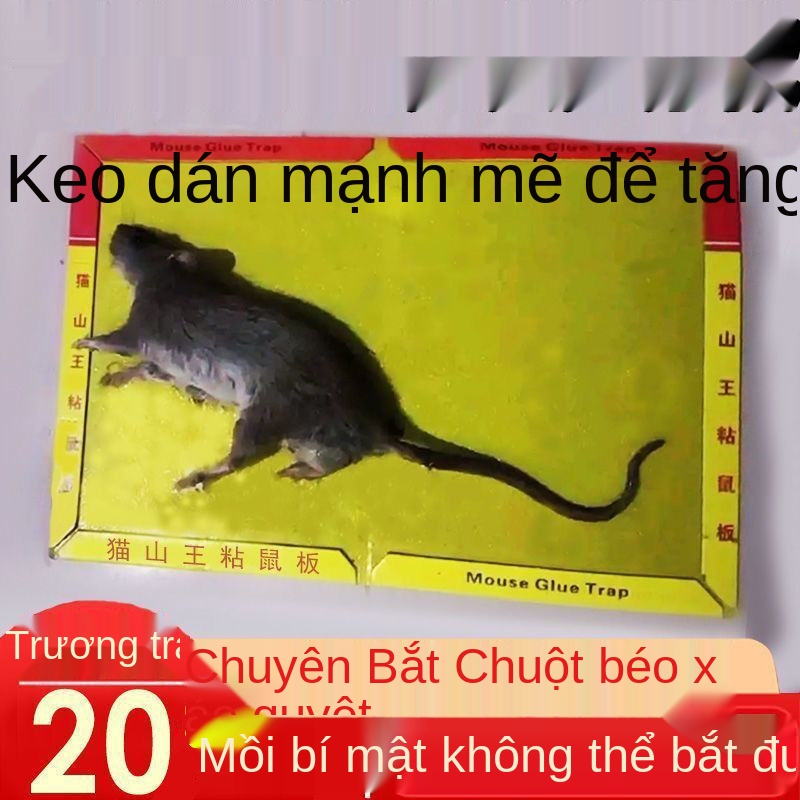 Q Bảng dính chuột chắc chắn để bắt và chuột, lồng bẫy lớn, hiện vật hộ gia đình một đầu tổ