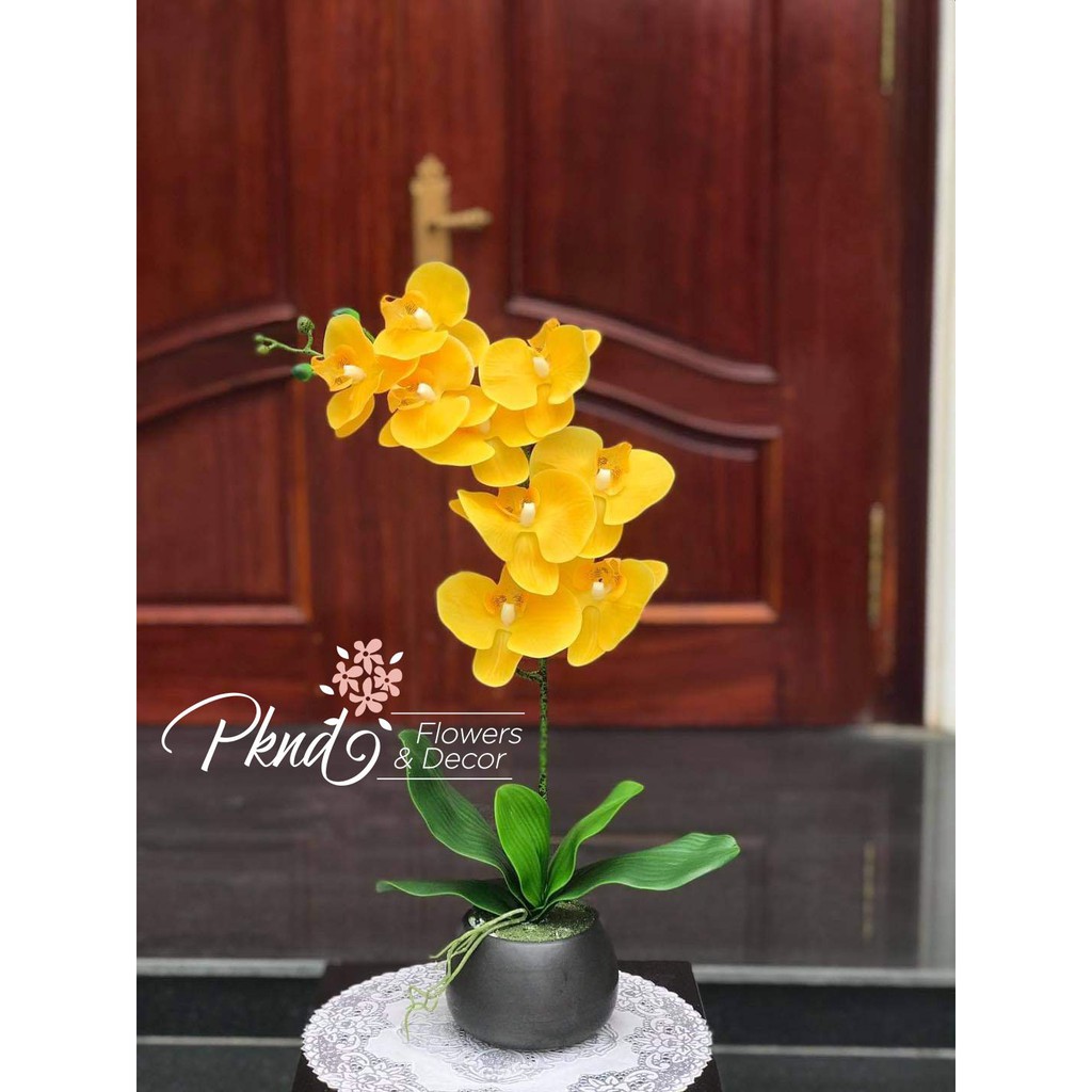 Chậu lan cao su 1 nhánh hoa cao cấp ( sản phẩm gồm cả chậu và hoa) PKND FLOWERS & DECOR BH96