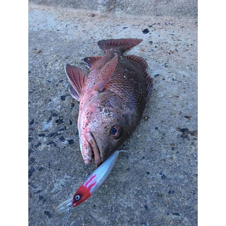 Mồi giả Samurai Hirushima câu gành biển, cá Nhồng, Hồng, Mú chạy cá Thu