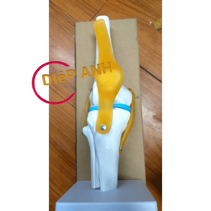 Mô hình khớp gối có dây chằng- MÔ TẢ CHI TIẾT- RÕ NÉT