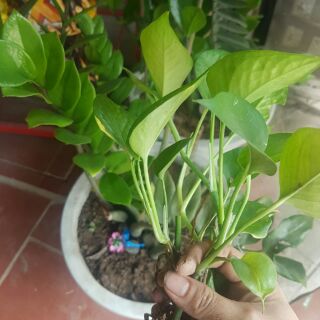 3 Cây trầu bà