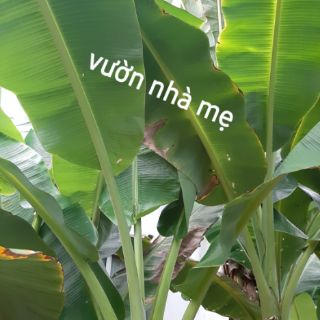Nữa kí lá chuối tươi