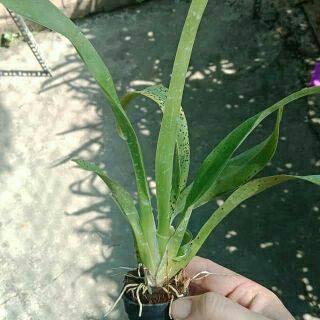 Vũ nữ sharry baby giống